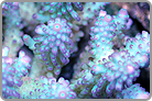 A Caption of perfection! Fiji Collected